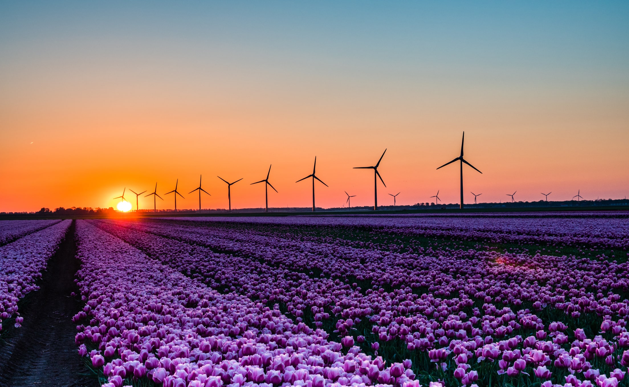 Sunset Lavender Fields Compressed